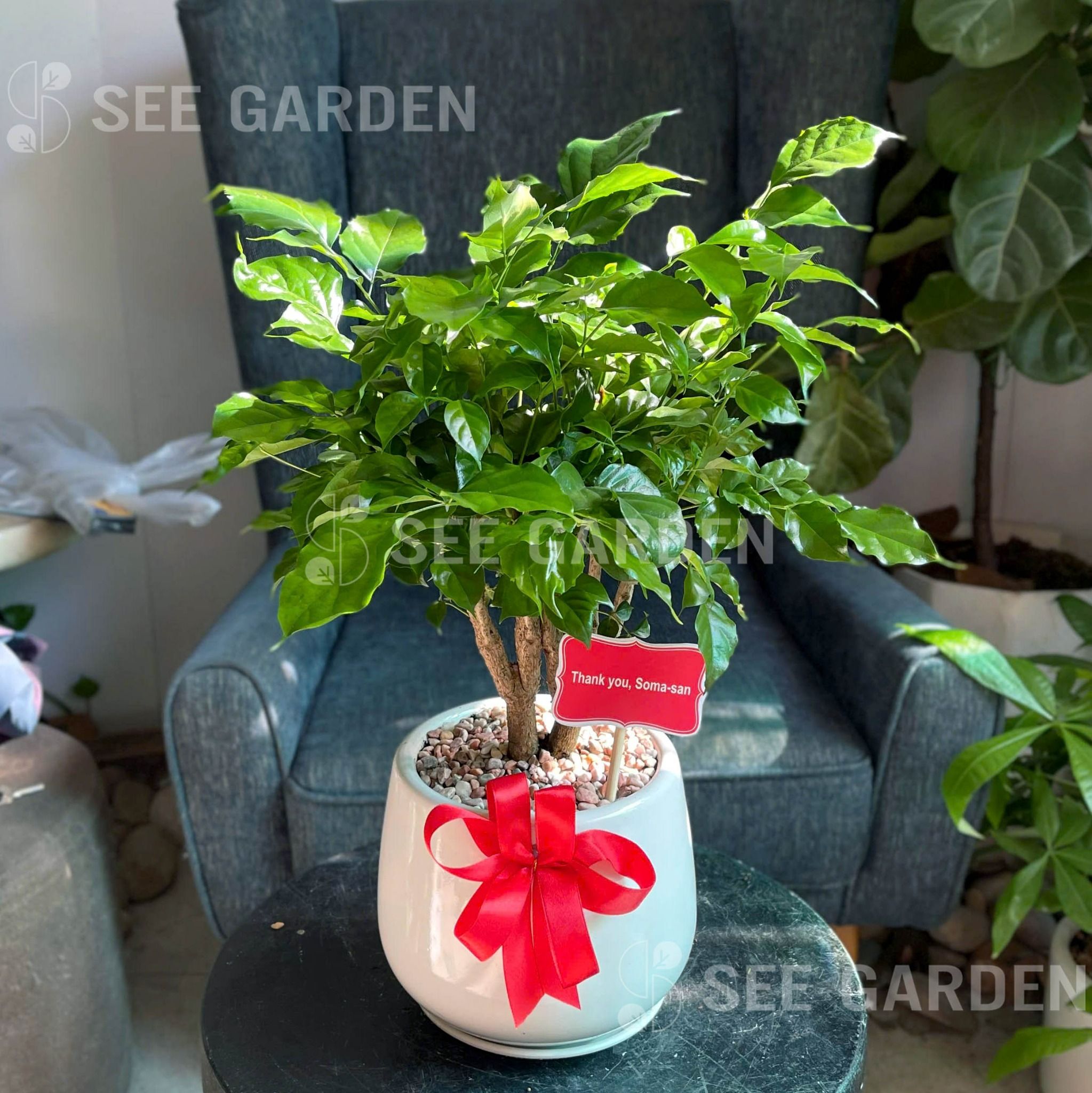  Chậu Hạnh Phúc bonsai chậu lê 