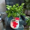 Chậu Hạnh Phúc bonsai chậu lê 