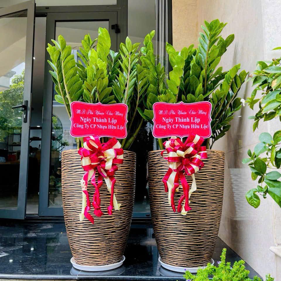 Set 2 chậu Kim Tiền vân vàng 