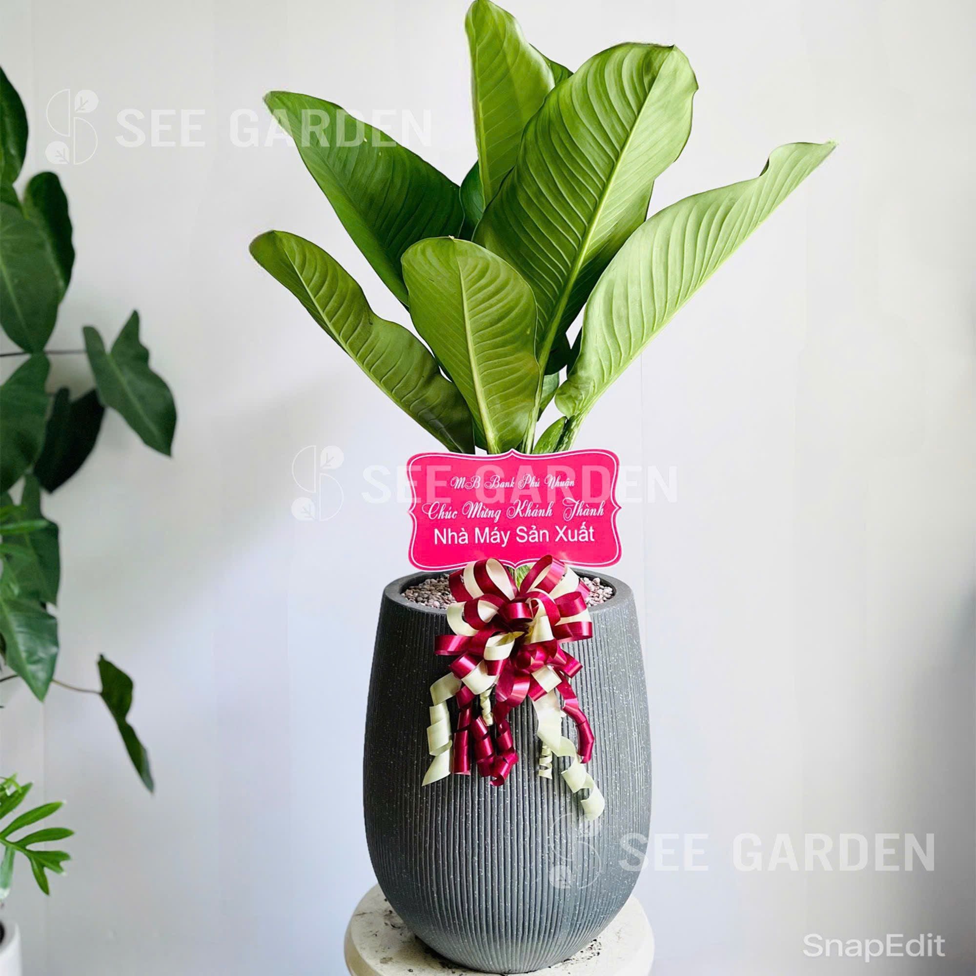  Chậu Đại Phú Gia Chậu Giọt Nước Kẻ Đen 