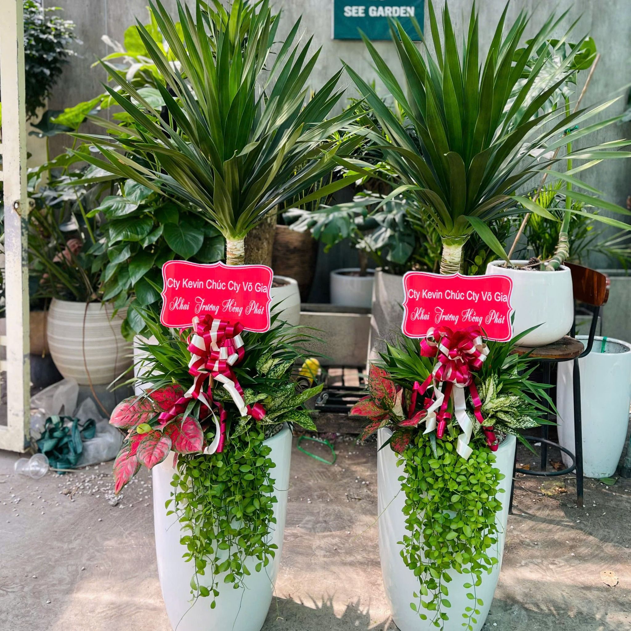  Cặp Phát Tài Núi mix chậu men trắng 