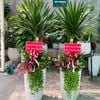  Cặp Phát Tài Núi mix chậu men trắng 