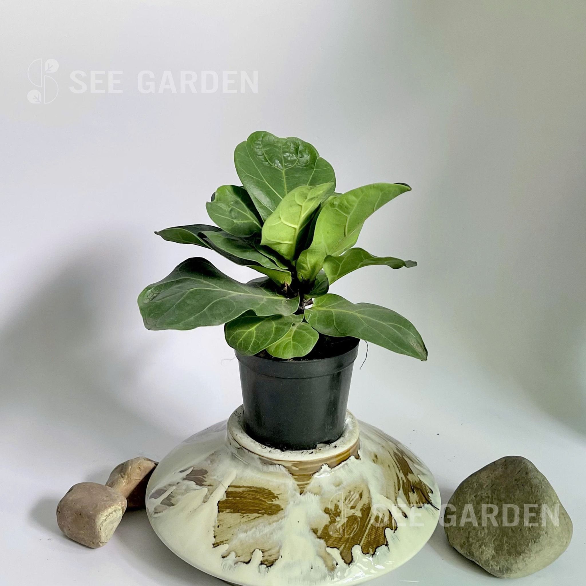 [NOPOT] Bàng Sing Mini 