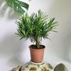  [NOPOT] Tùng vạn niên bonsai 