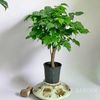  [NOPOT] Hạnh Phúc Bonsai Để Bàn 