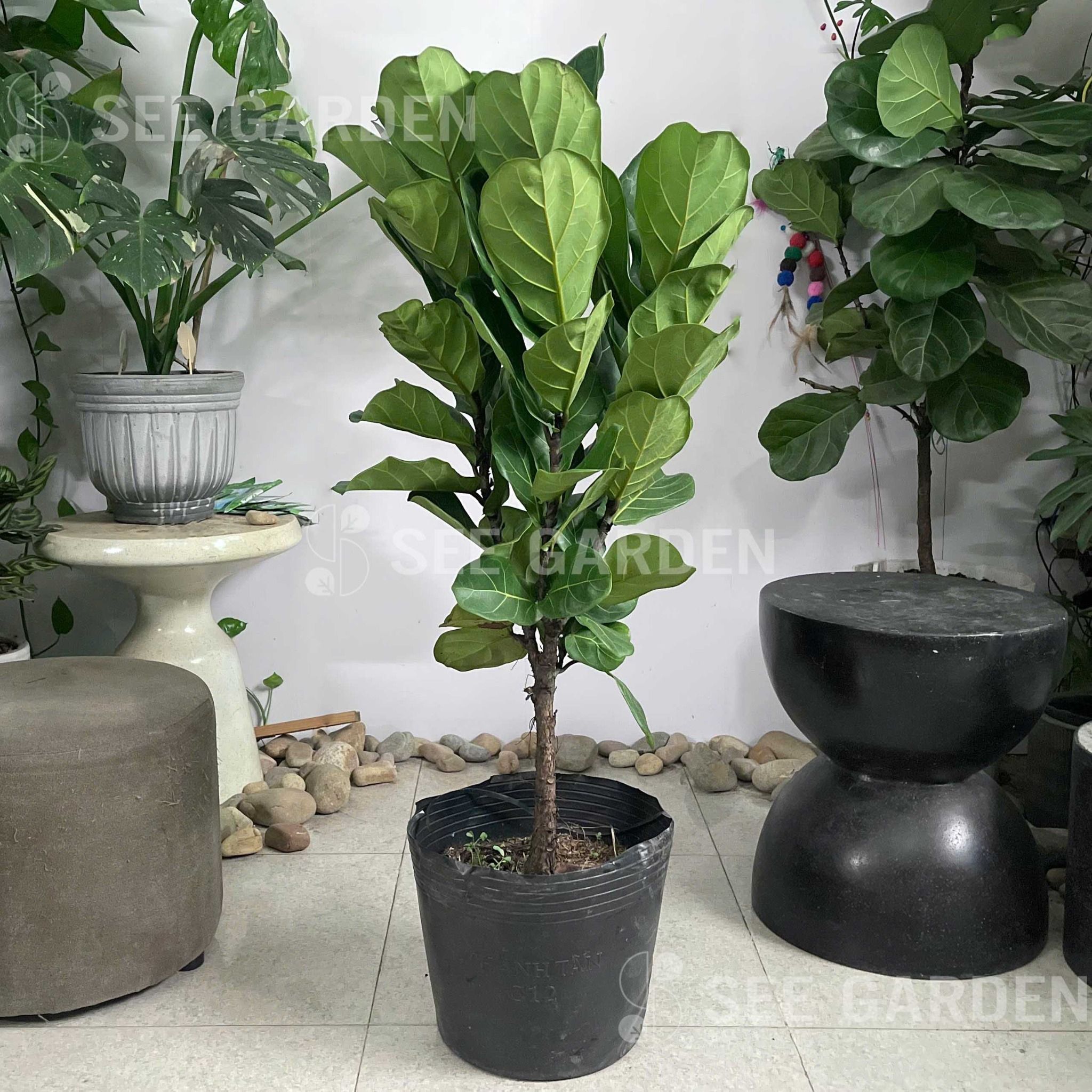  [NOPOT]Bàng Sing Size M 