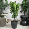 [NOPOT]Bàng Sing Size M