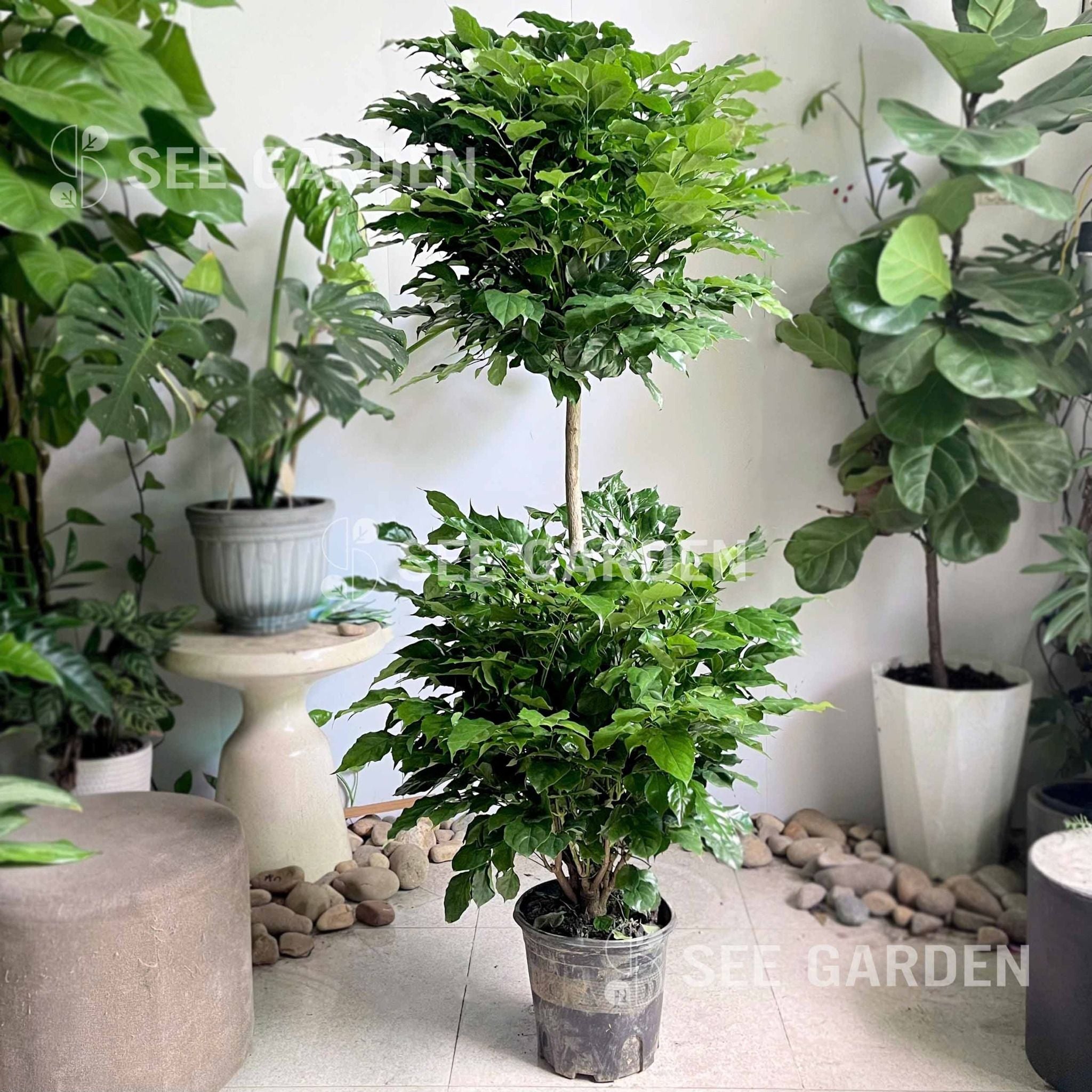  [NOPOT] Hạnh phúc 2 tầng size trung 1m2-1m3 