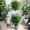  [NOPOT] Hạnh phúc 2 tầng size trung 1m2-1m3 