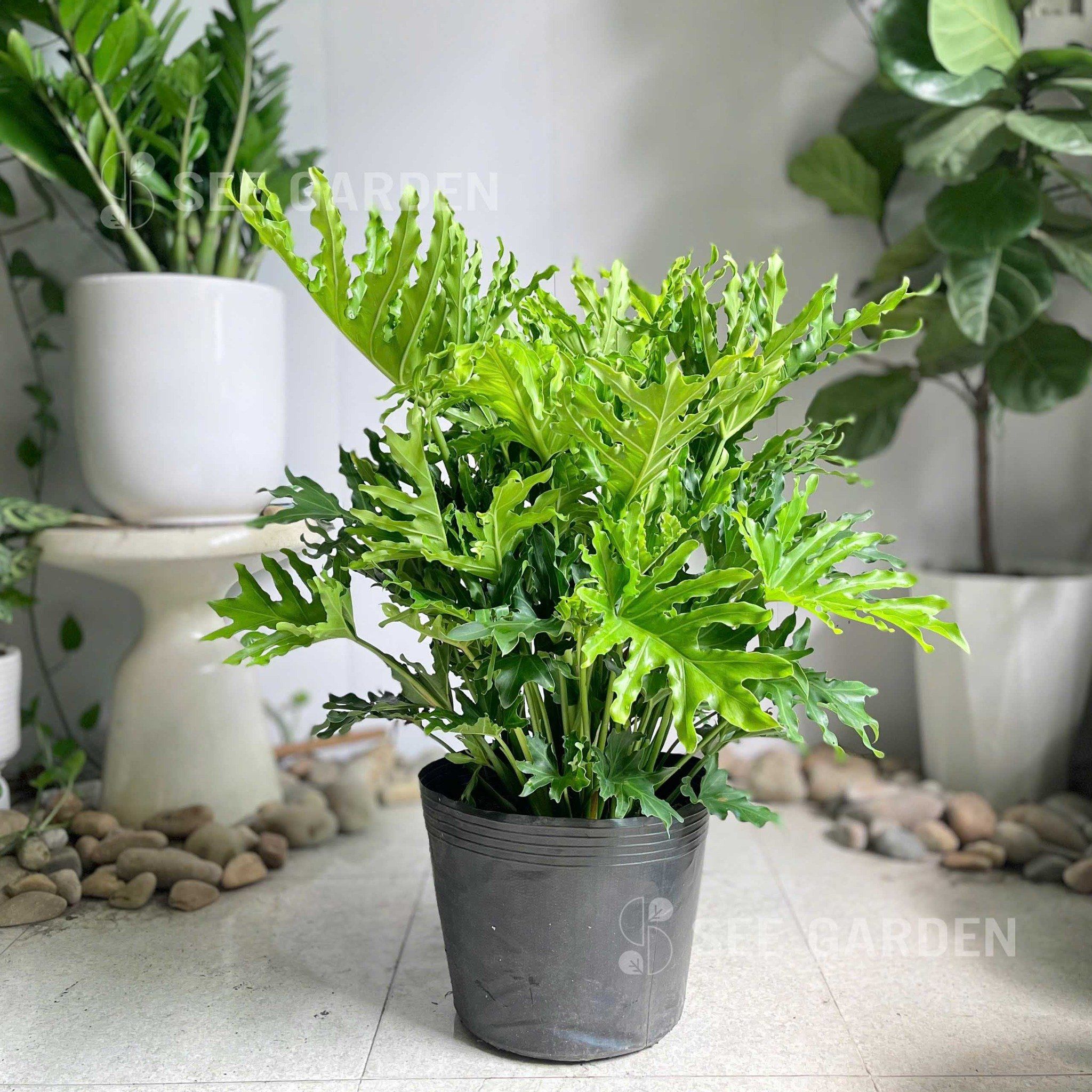  [NOPOT] Trầu Bà Thanh Xuân Size L 
