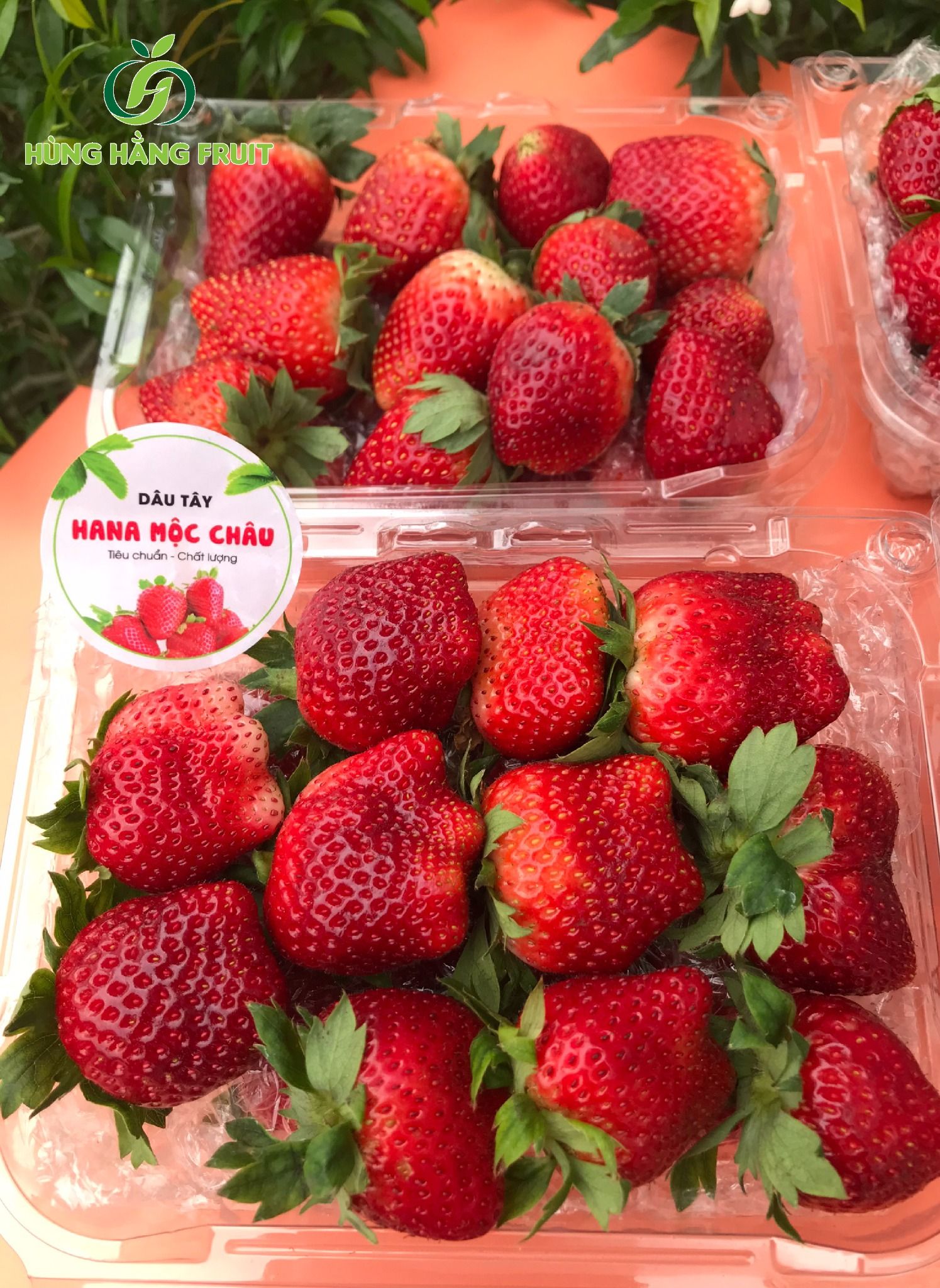 Những loại quả đặc sản của Mộc Châu