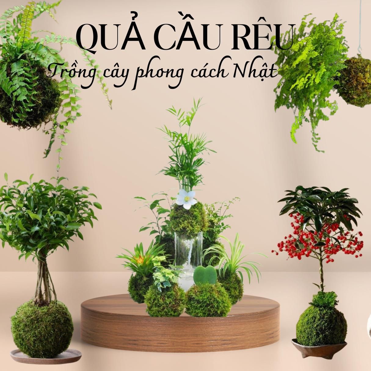 Qủa cầu rêu Aqua - 100% rêu rừng tự nhiên - Trồng cây theo phong cách ...