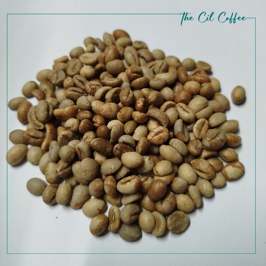  Cà phê nhân Robusta - Chế biến honey 