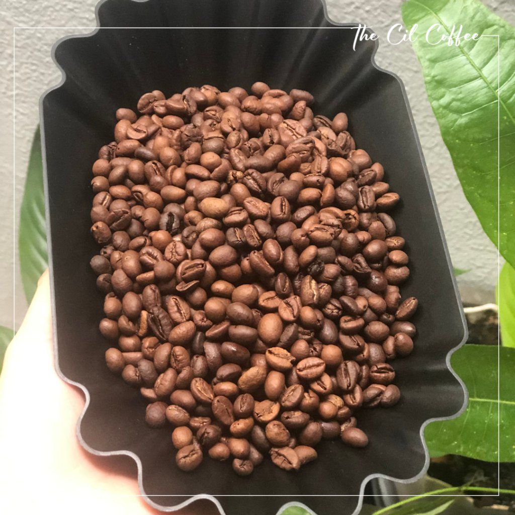  Cà phê hạt rang mộc - pha máy - robusta Buôn Ma Thuột  - The Cil Coffee 