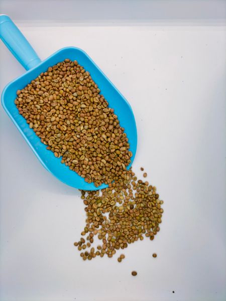 Cà phê đặc sản Robusta