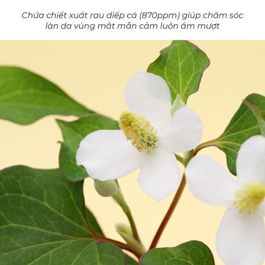 Serum Dưỡng Mắt Giảm Nếp Nhăn Chống Lão Hóa Tenzero Clear Fit Heartleaf Eye Serum 30ml