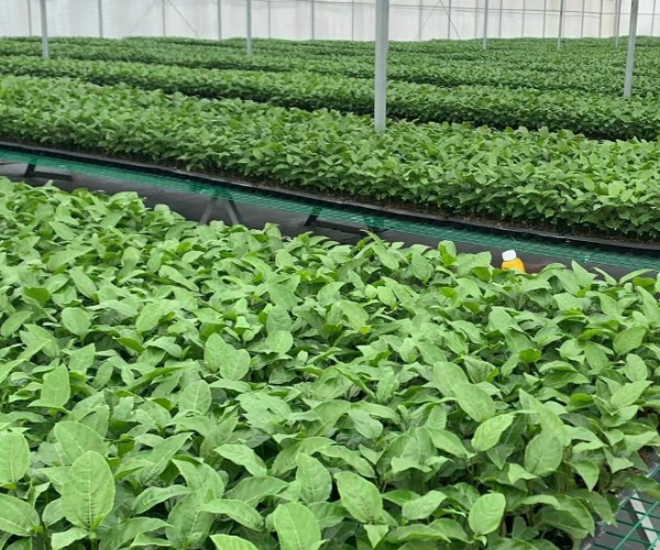  Cung cấp giống cây chanh dây nhập khẩu 