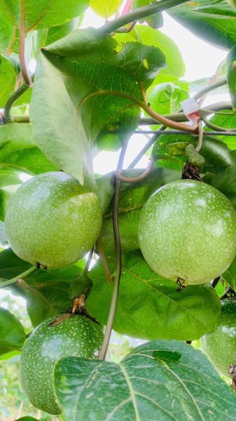  Chanh vàng hương mật ong 