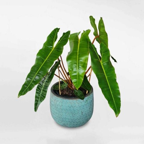 Cây hồng hạc thân cam Philodendron billietiae