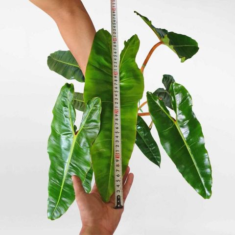 Cây hồng hạc thân cam Philodendron billietiae