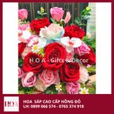  Chậu Hoa Đỏ Nhung Mix Màu Cao Cấp 