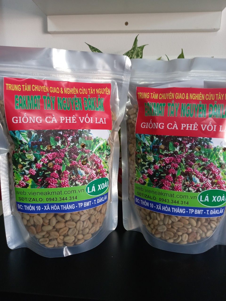  Giống Cà Phê Vối Lai 