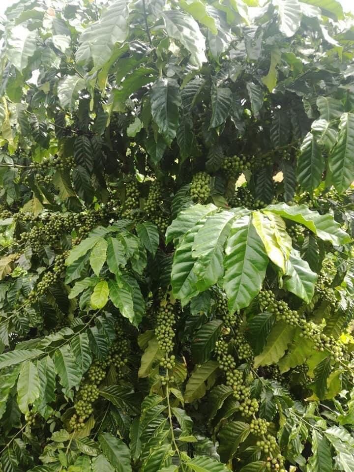  Giống Cà Phê Vối Lai Thiện Trường 
