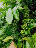  Giống Cà Phê Vối Lai Thiện Trường 