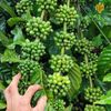 Giống cà phê lá xoài Hữu Thiên HT1