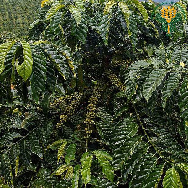  Giống cà phê Xanh Lùn Trường Sơn TS5 