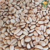  Giống cà phê Xanh Lùn Trường Sơn TS5 