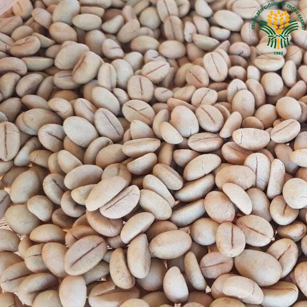  Giống cà phê Xanh Lùn Trường Sơn TS5 