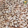 Giống cà phê Xanh Lùn Trường Sơn TS5