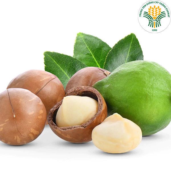  Giống mắc ca QN1 
