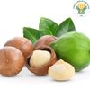 Giống mắc ca QN1