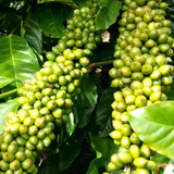  Giống Cà Phê Vối Lai Lá Xoài 