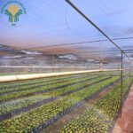  Giống cà phê Xanh Lùn Trường Sơn TS5 