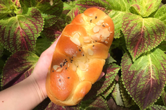 LỚP BÁNH MÌ HOA CÚC