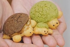 LỚP BÁNH SU