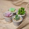 Chậu sen đá để bàn, ô tô, quà sự kiện/ Succulent