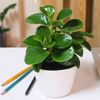 Cây Trường Sinh 0.1-0.4m | Peperomia Obtusifolia