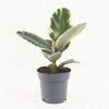 Cây Đa Cẩm Thạch 0.25-0.5m | Ficus Elastica Tineke