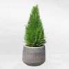 Cây Tùng Thơm 0.4-0.6m | Cupressus Macrocarpa
