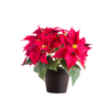 Cây Trạng Nguyên 0.6-4m | Euphorbia Pulcherrima