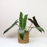  Cây hồng hạc (cam - xanh) 0.5-0.8m/ Philodendron Bilietea 