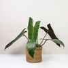 Cây hồng hạc (cam - xanh) 0.5-0.8m/ Philodendron Bilietea