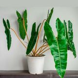  Cây hồng hạc (cam - xanh) 0.5-0.8m/ Philodendron Bilietea 