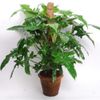  Cây trầu rồng var 0.5m - 0.8m/ Philodendron Dragon 