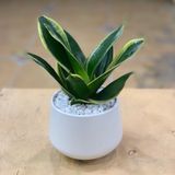  Cây lưỡi hổ để bàn 0.3m - 0.6m/ Dracaena trifasciata 