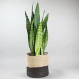  Cây lưỡi hổ để bàn 0.3m - 0.6m/ Dracaena trifasciata 